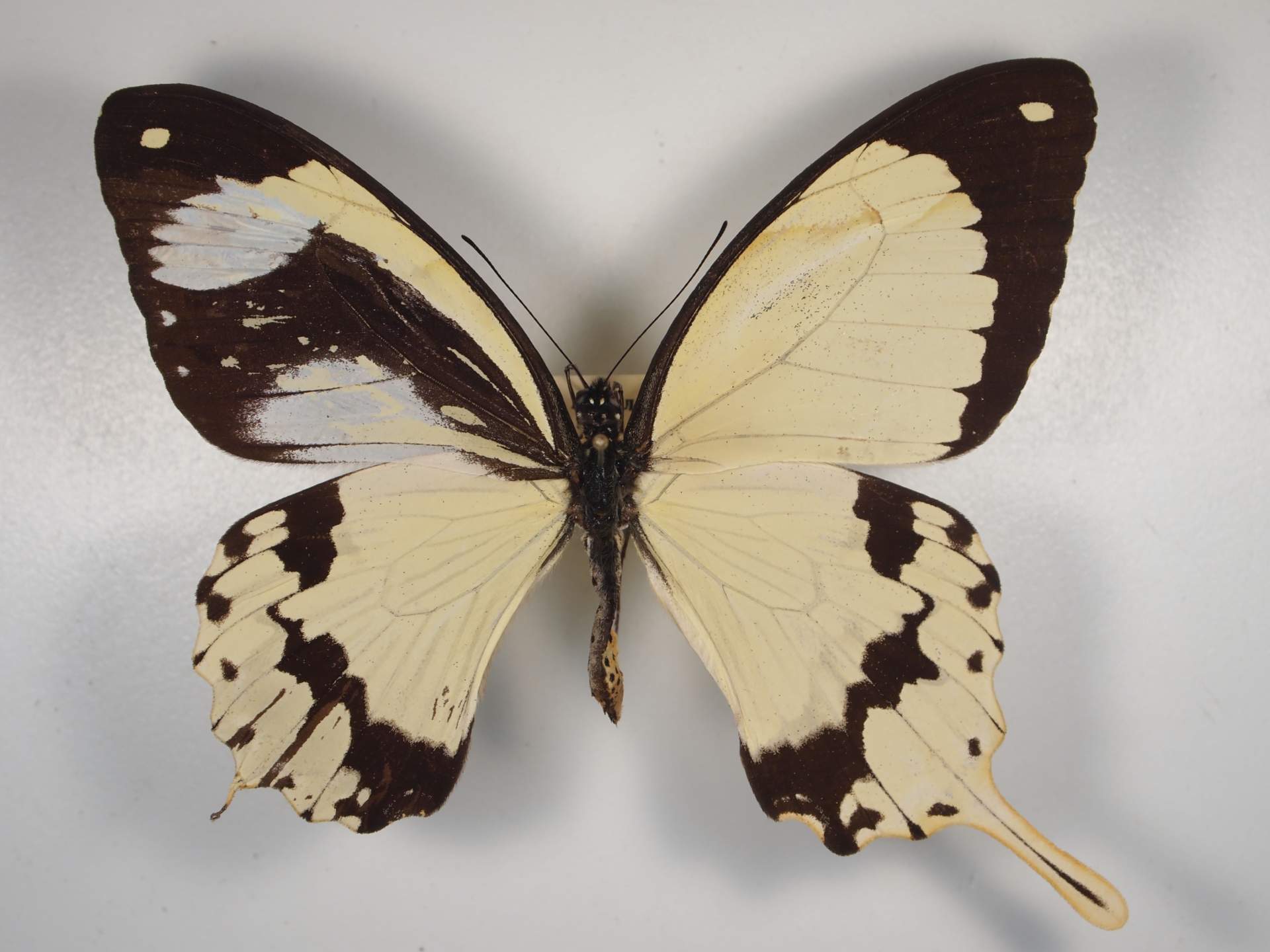 Paplio dardanus (Gynandromorph 3) (Internet Image property of respective owner, non-commercial use only)